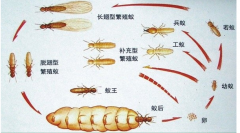 深圳白蚁防治公司提醒业主没见白蚁为什么还要做预防白蚁灭治白蚁
